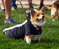 Tour de Corgi