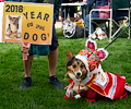 Tour de Corgi