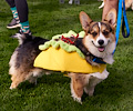 Tour de Corgi