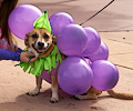Tour de Corgi