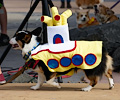 Tour de Corgi