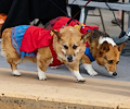 Tour de Corgi