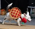 Tour de Corgi