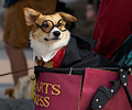 Tour de Corgi