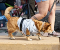 Tour de Corgi