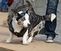 Tour de Corgi
