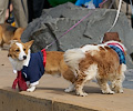 Tour de Corgi