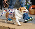 Tour de Corgi