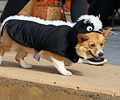 Tour de Corgi