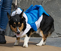 Tour de Corgi