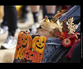 Tour de Corgi