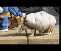 Tour de Corgi