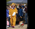 Tour de Corgi