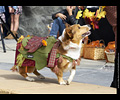 Tour de Corgi