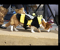 Tour de Corgi
