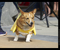 Tour de Corgi