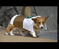Tour de Corgi