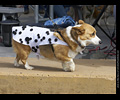 Tour de Corgi