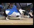Tour de Corgi