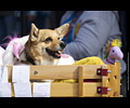 Tour de Corgi