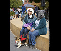 Tour de Corgi