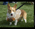 Tour de Corgi