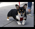 Tour de Corgi
