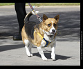 Tour de Corgi