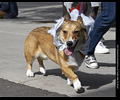 Tour de Corgi