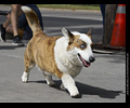 Tour de Corgi