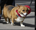 Tour de Corgi