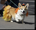 Tour de Corgi