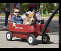 Tour de Corgi