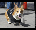 Tour de Corgi
