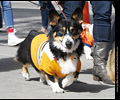 Tour de Corgi