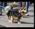 Tour de Corgi