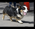 Tour de Corgi