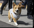 Tour de Corgi