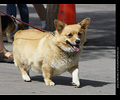 Tour de Corgi
