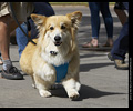 Tour de Corgi