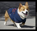 Tour de Corgi