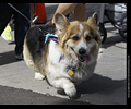 Tour de Corgi