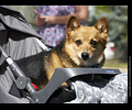 Tour de Corgi