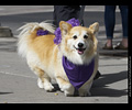 Tour de Corgi