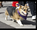 Tour de Corgi