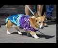 Tour de Corgi