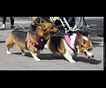 Tour de Corgi