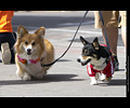 Tour de Corgi