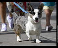 Tour de Corgi