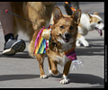 Tour de Corgi